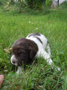 vom Räberspring Welpe