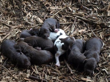 Wachtelhund_welpen_wurf_2013