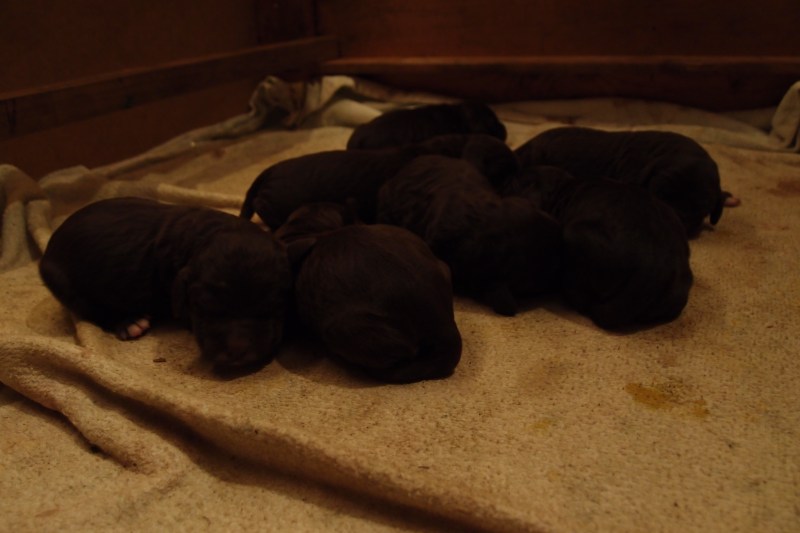 Wachtelhundwelpen braun