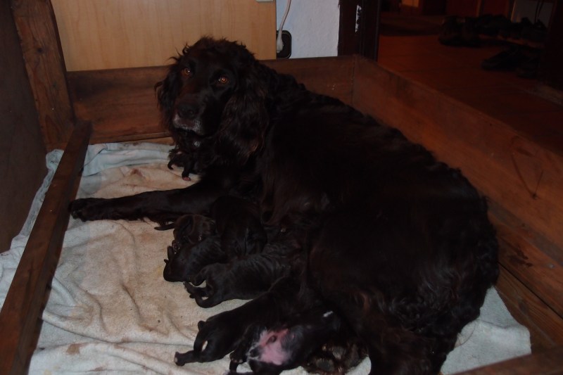 Hündin säugt Welpen