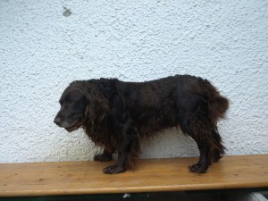 Hannes von der Gundelrebe Wachtelhund